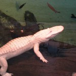 Amalanic alligator