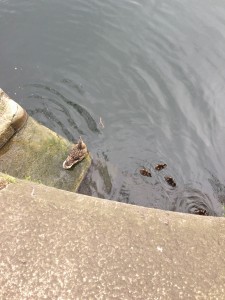 Ducklings! #se16